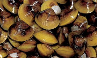 蚬子怎么读（蚬怎么读）