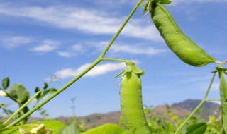 荷兰豆种植方法 荷兰豆什么时候种植最好