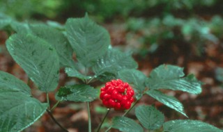 人参籽怎么种植方法（人参籽怎么种植方法图解）