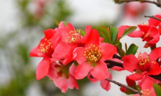 海棠花的种植方法 海棠花的种植方法及养护