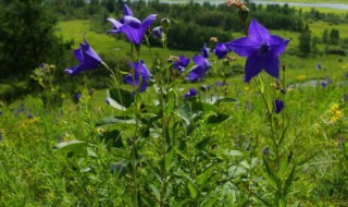 桔梗种植方法（桔梗种植方法和注意事项）