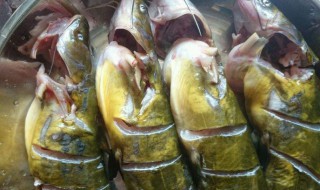 黄角鱼怎么做好吃 黄角鱼怎么做好吃又简单