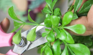 米兰种植方法和注意事项 米兰种植方法和注意事项有哪些