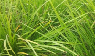 麦冬种植方法（麦冬怎么种植方法）