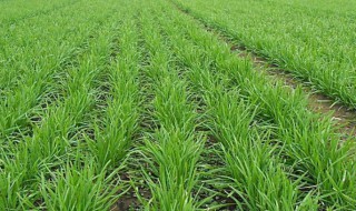 韭菜的种植时间和方法 老根韭菜根移栽方法