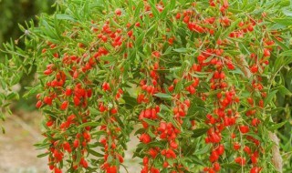 枸杞的种植方法（枸杞的种植方法及条件）