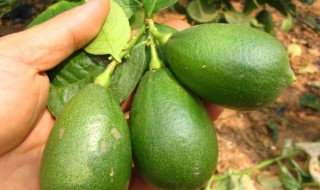 香水柠檬种植方法 香水柠檬种植方法和注意什么