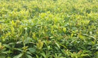 金丝楠木种植方法（金丝楠木树苗适合北方种吗）