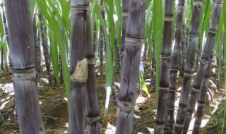 甘蔗的种植方法时间和管理 甘蔗种植方法与时间