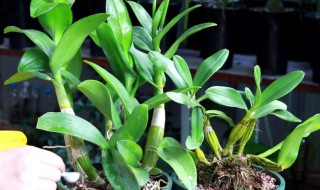 家养石斛怎么种植方法 家养石斛怎么种植方法视频