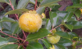 柿子种子怎么种植方法 柿子的种子可以种出柿子吗