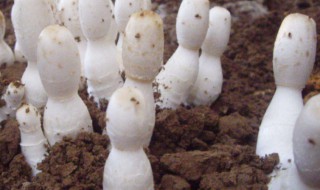鸡腿菇种植方法(鸡腿菇的种植时间以及种植方法)