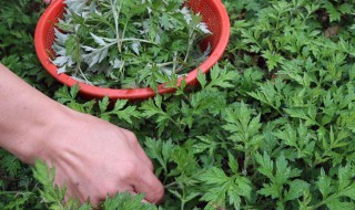 艾草能吃吗怎么吃（艾草能吃吗?有什么作用）