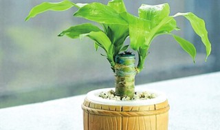 巴西铁树的繁殖方法（巴西铁树的繁殖方法是什么）