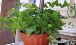 常春藤繁殖方法(常春藤的繁殖方法和注意事项)