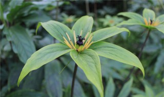 重楼的种植方法详细(重楼的种植方法详细介绍)