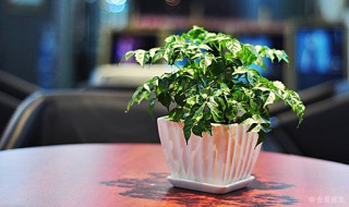 幸福树怎么养殖 幸福树怎么养家庭养法