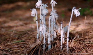 陆地上是否存在发光植物（陆地上存在发光植物还是不存在）