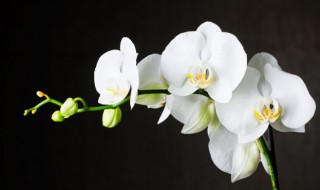 柳树皮可以养兰花吗（柳树皮养兰缺点）