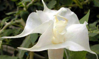 醉心花是什么花 醉心花图片