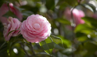 茶花的养殖方法和注意事项是什么 茶花的养殖方法如何养好茶花