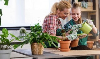 驱蚊草应如何种植 驱蚊草应如何种植视频