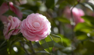 秋天最常见的花 秋天最常见的花有哪些