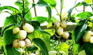 如何栽种人参果(如何栽种人参果树)