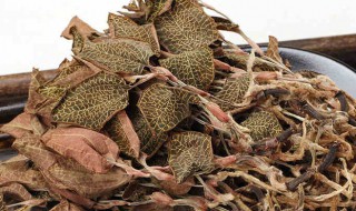 金线莲的种植技术与管理 金线莲的种植技术与管理