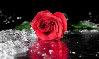 玫瑰花什么季节开花? 玫瑰花什么季节开花儿?