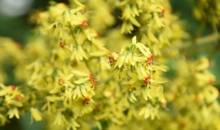 栾树的花是什么样子的（栾树的花叫什么）
