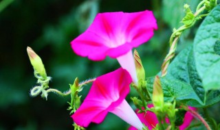 牵牛花的生活环境 蒲公英的生活环境