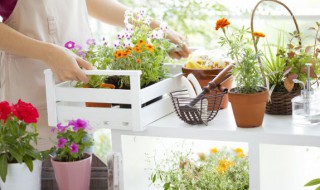 喜阳光不怕晒的盆栽植物 10种公认阳台最好养的花