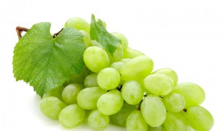 阳光玫瑰种植技术 阳光玫瑰种植技术与管理