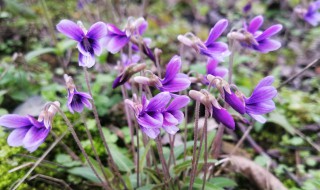 紫花地丁怎么种（紫花地丁怎么种出来的）