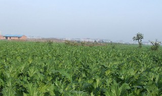 芥菜怎么种（芥菜怎么种才能长好）