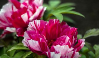 牡丹秋季修剪的时间及方法（牡丹秋季怎么修剪）