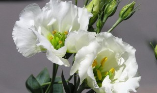 洋桔梗叶子蔫了耷拉下来怎么办 洋桔梗叶子变软可以恢复吗