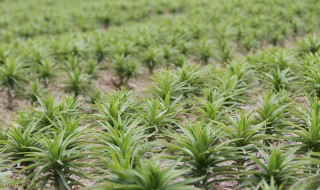 百合如何种植(百合花如何种植)