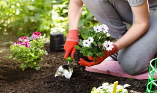 植物传播种子的方法有什么（传播种子的方法有哪些?）