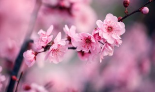 梅兰竹菊的品质和精神（梅兰竹菊的象征意义）