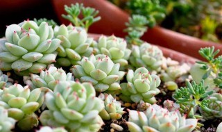 多肉的花语和寓意送老师 多肉送老师应该送什么品种