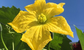 丝瓜花的美的寓意 丝瓜花有什么花语