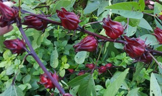 红桃k开花前摘还是开花后摘（红桃k开花前摘还是开花后摘好）