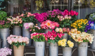 什么花的花语是重新开始 什么花的花语是重新开始爱情