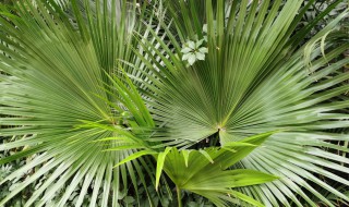 蒲葵的养殖方法和注意事项（蒲葵的养殖方法和注意事项有哪些）