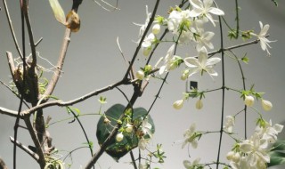 垂丝茉莉小苗几年开花 垂丝茉莉小苗几年开花啊