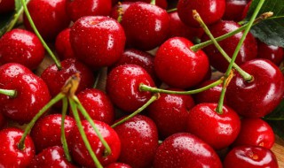 樱桃种子怎么种 樱桃种子怎么种植发芽