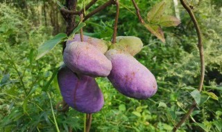 八月瓜种植几年才结果 种什么药材最赚钱农村