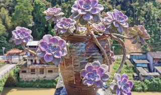 多肉紫乐的养殖方法和注意事项（紫乐多肉该砍哪里最好）